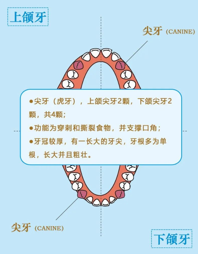 美悦大课堂 ▏牙齿矫正第一步：认识牙齿