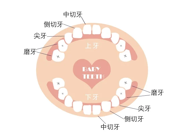 美悦大课堂 ▏牙齿矫正第一步：认识牙齿